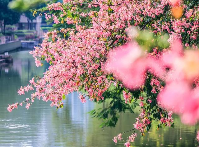 粉色异木棉盛放中！佛山五区这些观赏点，再不去就晚了