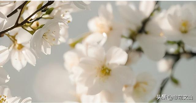 万亩齐绽放！文山这绝美景色错过等一年！