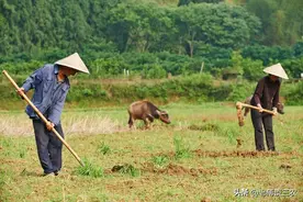 农村4个问题要快解决，否则“谁来种地”问题难以解决，快来了解图片