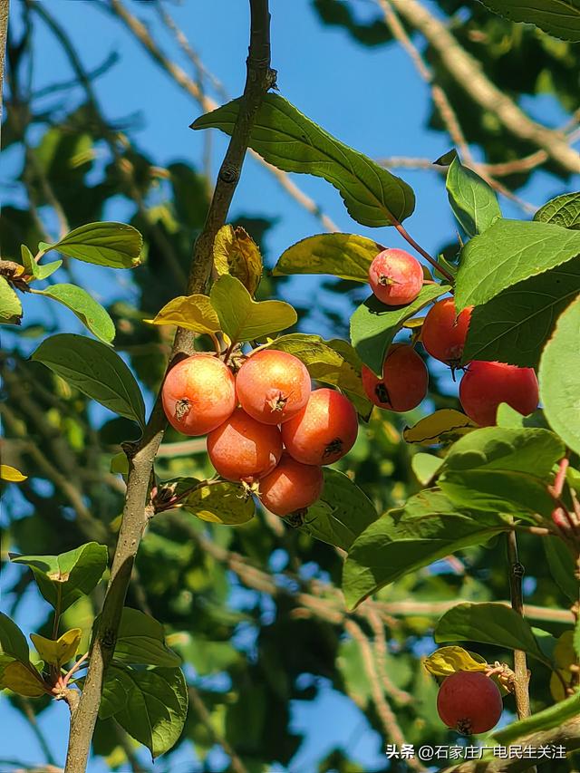 冬日上新！石家庄市公园里海棠果 “染红枝头”，果香伴冬景超治愈