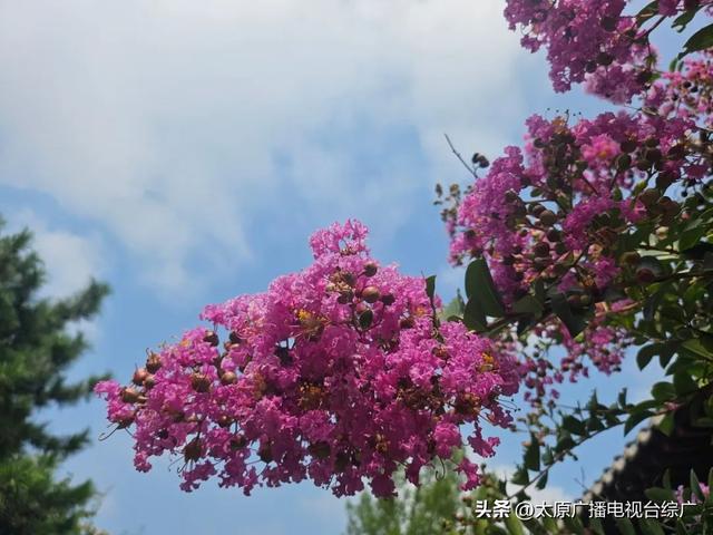 太原盛夏：公园里的花事盛宴