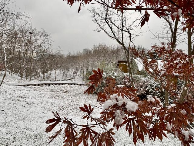 瑞雪飘然而至中国海滨城市青岛