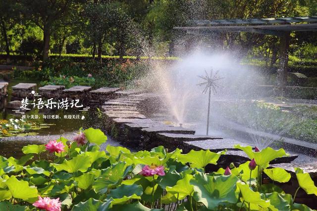 浙江宁波城区发现一处风景，小巧清幽但满池荷花，好有诗情画意