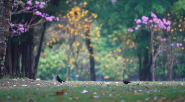 羊城雨中迎惊蛰，珠江公园万物生