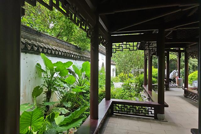 深圳最容易被忽略的高颜值公园,丛林秘境随处都是风景大片