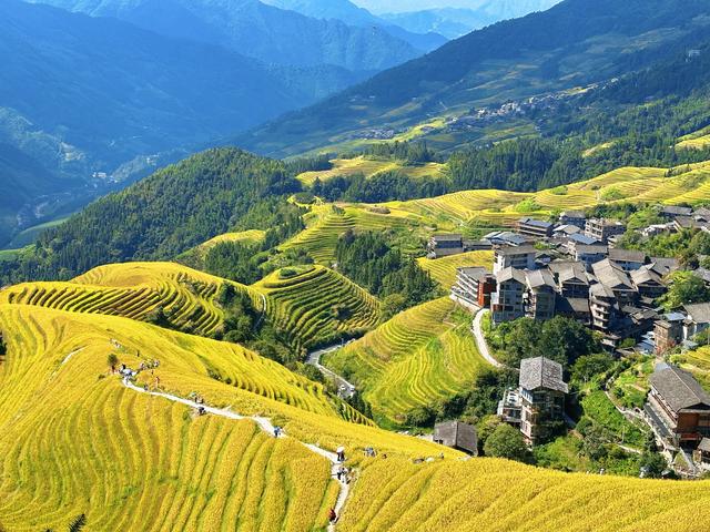桂林秋韵：金色的龙脊梯田，地球上最美的曲线！