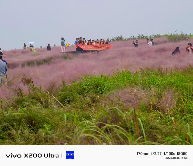 合肥蜀山区半日行：雨中粉黛花、小岭南文化赋能、科大硅谷