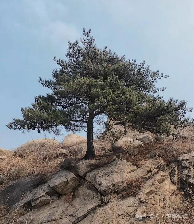 不收门票！临沂一景区火了，比收费的还值得去！
