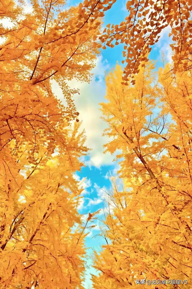 北京的银杏真的杀疯了！超美银杏瀑布，惊呆了整个秋天！