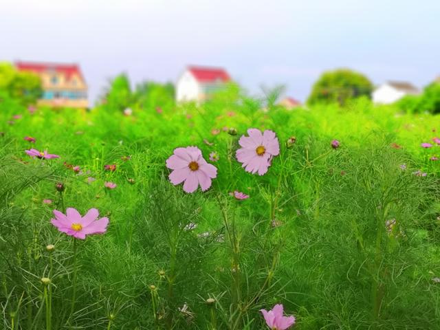碧云花园，藏着江南阿勒泰！