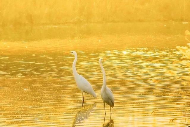 塞上江南 颐养宁夏丨银川篇：漫游湖城享自然，邂逅闽宁“山海情”