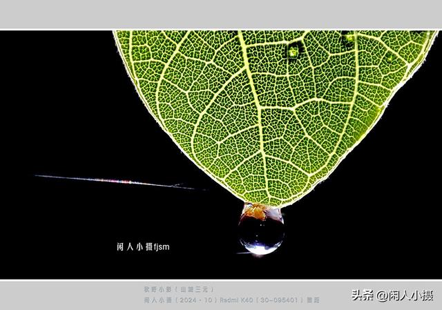 聊手机摄影（85）手机摄影用光入门须掌握，极具表现力的逆光摄影