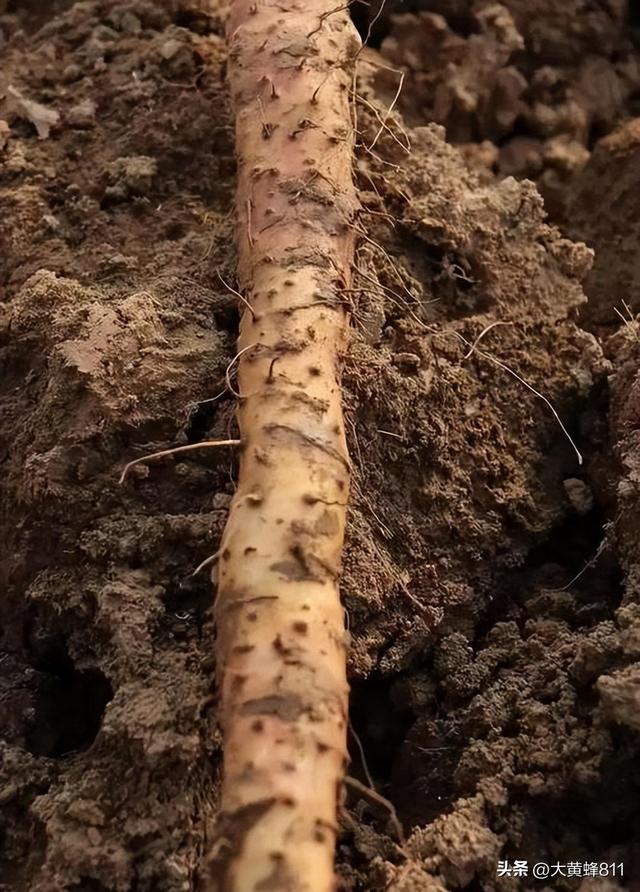 认识大美河南的每个县——第31波：温县
