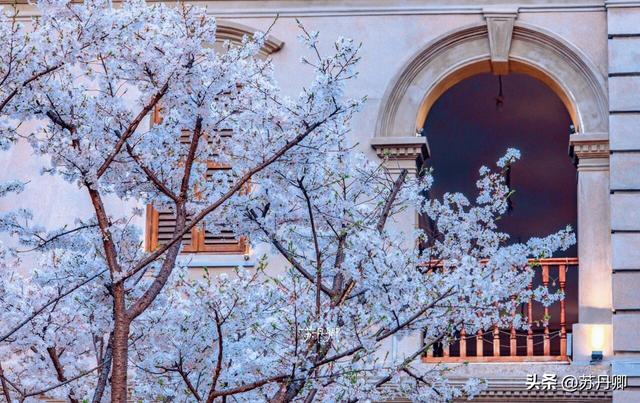 武汉赏樱攻略请收藏！除了武大和东湖，还有这些免费打卡地哦