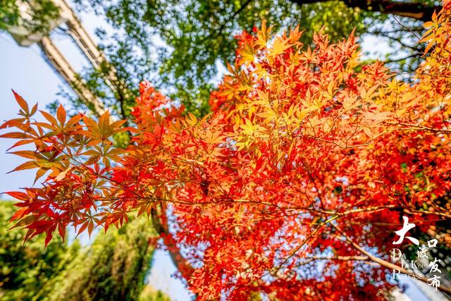 大渡口冬日“顶流”红了