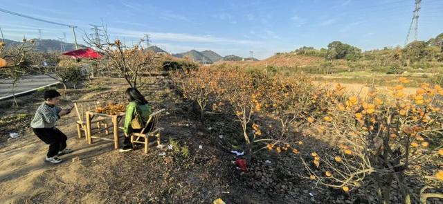 限定美景！九江这个小山村藏着千亩 “红灯笼”