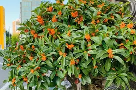 “院中种6树，儿孙一直富”，院子适合种哪6种树？你家有吗？图片