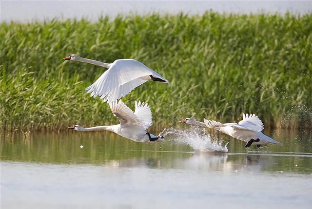 精彩推荐｜李德锋：乌梁素海见闻（散文）