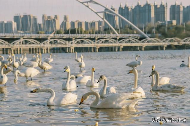 西安出发当日往返，天鹅湖游玩全攻略！