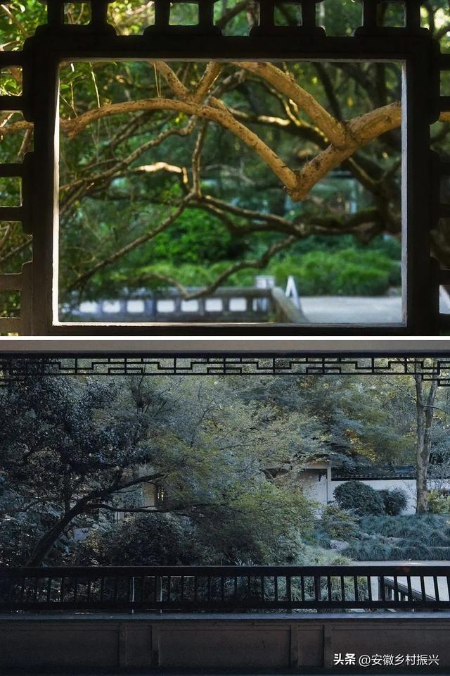 早晨6点去公园抱树