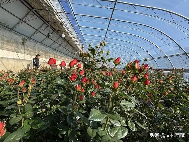 旅行达人都来了！拉萨这些地方，彻底藏不住了！