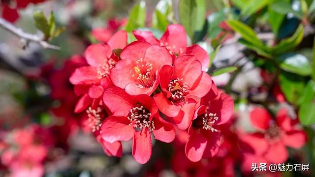 花季打卡石屏横山村 ：藏在山间的那一抹红