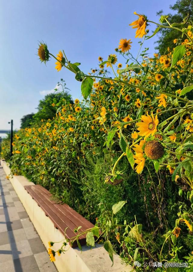 大连海边向日葵，银沙滩向日葵小路太美了