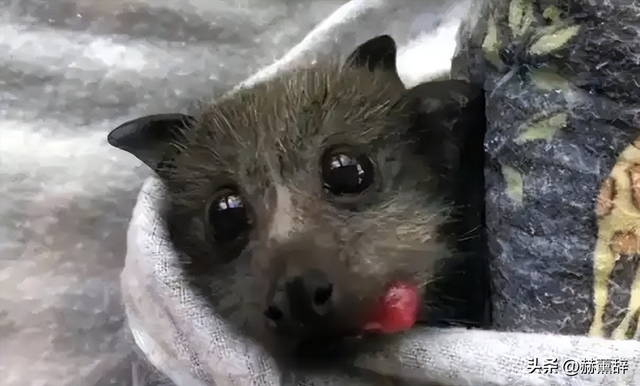 印度爆发尼帕病毒	，死亡率达75%，世界经不起折腾，中国也有病原