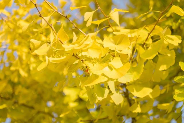 串场河畔，藏着 “橙黄橘绿” 的浪漫暴击~