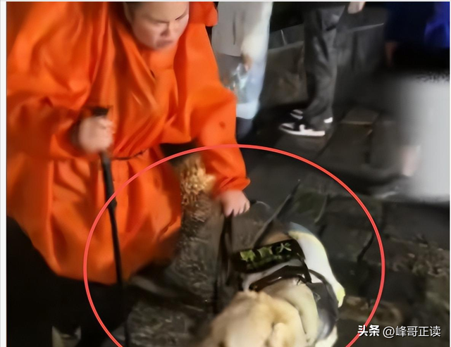 爬泰山的作死夫妻被制裁！导盲犬被收回，身份被扒，家里还有一只