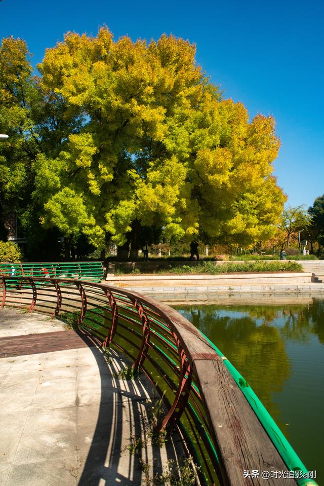 石家庄植物园的网红树，秋日里的鎏金童话