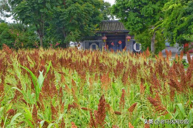 五方村的高粱红了，正是拍照打卡时