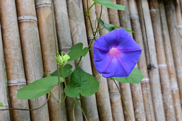 最近没时间逛月湖？来屏上赏秋，别错过这美景！