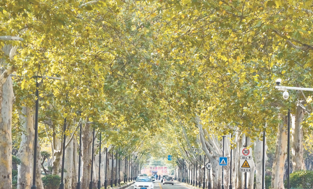 秋天美了一座城！郑州这些景观大道很出片