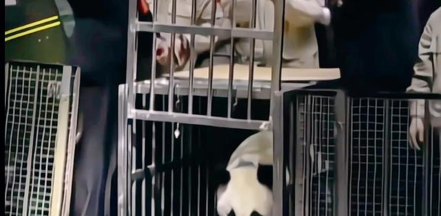 5岁半在野外被同类打死，奶爸一夜白头