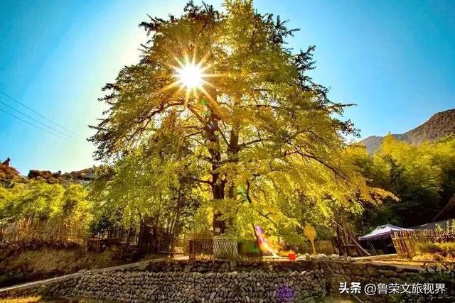 南方四境藏金秋：四大银杏秘境的温柔时光