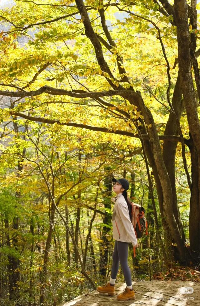 汉中人的私藏赏秋地，一键解锁「无痛爬山+油画森林+云端限定浪漫」的三重体验！