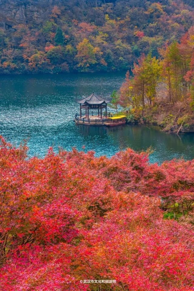 红了！武汉5000余亩红叶树，集体变色