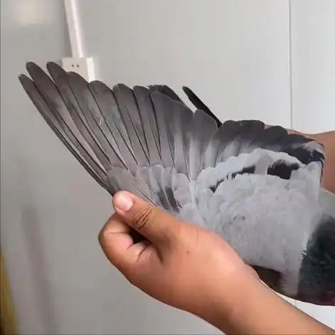 千兆光纤还没鸽子快？程序员把鸽子接入互联网，标准被官方盖章？