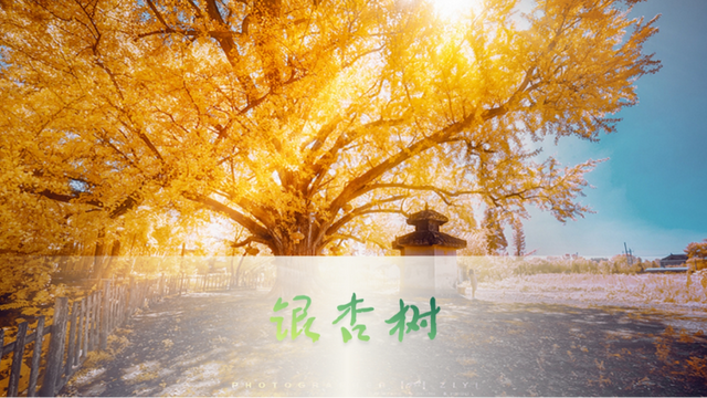 全了！如皋宝藏打卡地！