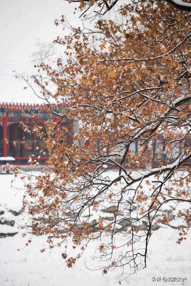大兴初雪倒计时！5个宝藏赏雪点位，提前收藏——