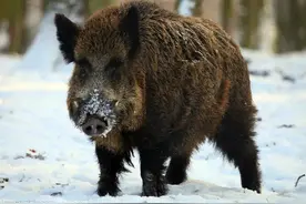 四十年前我上山捡松塔，听见野猪嚼核桃的声音，我就寻声过去看看图片