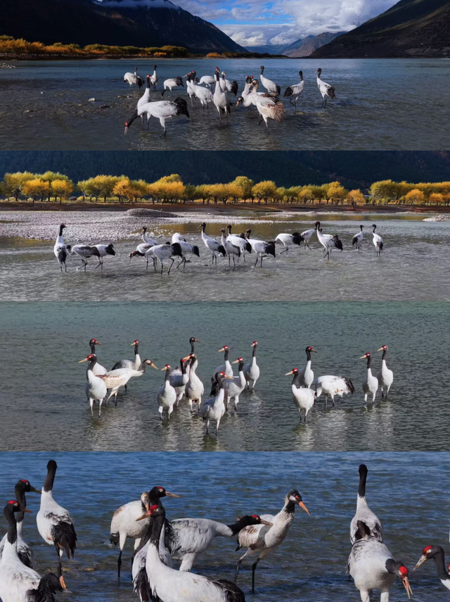 这个冬天，一定要来西藏看……