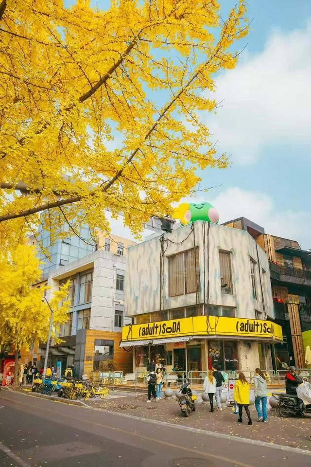 上海银杏浓度已达99%!这份含“金”量超高的浪漫别错过→