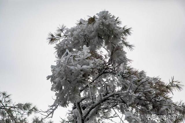 今年第一场雾凇,你追到了吗？