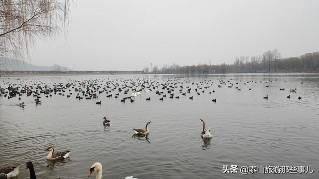 泰安：它是泰城西南著名景点之一，湖光山色，有诸多不同品类动物