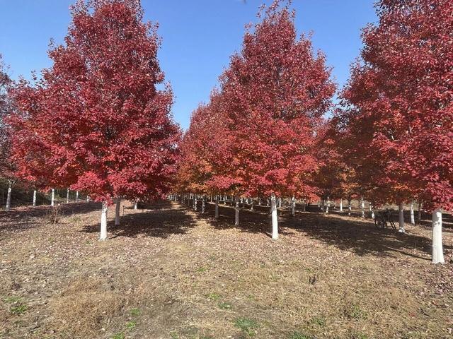 大美六合老虎岗枫叶绝美
