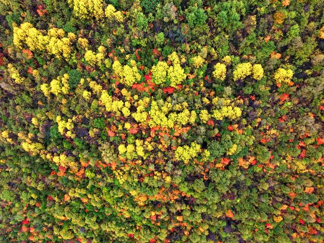 武山老君山森林公园：藏在陇中的秋日胜景