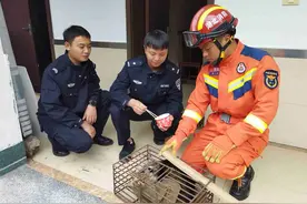 “野猪佩奇”误闯派出所 消防员和民警携手送它“回家”图片