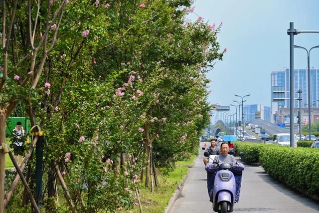 紫薇映夏，探寻武侯街头绽放的诗意
